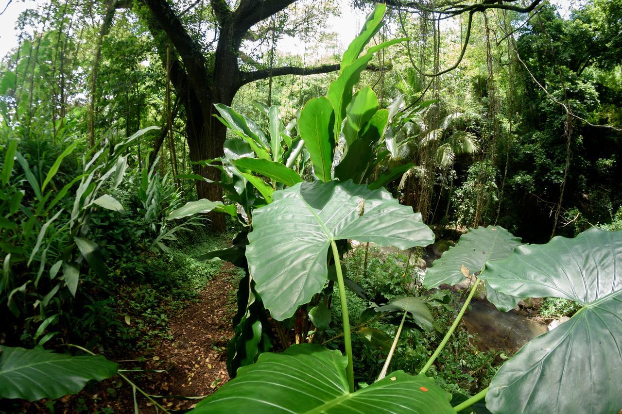 Martinique Treehouse Βίλα Canton Suisse Εξωτερικό φωτογραφία