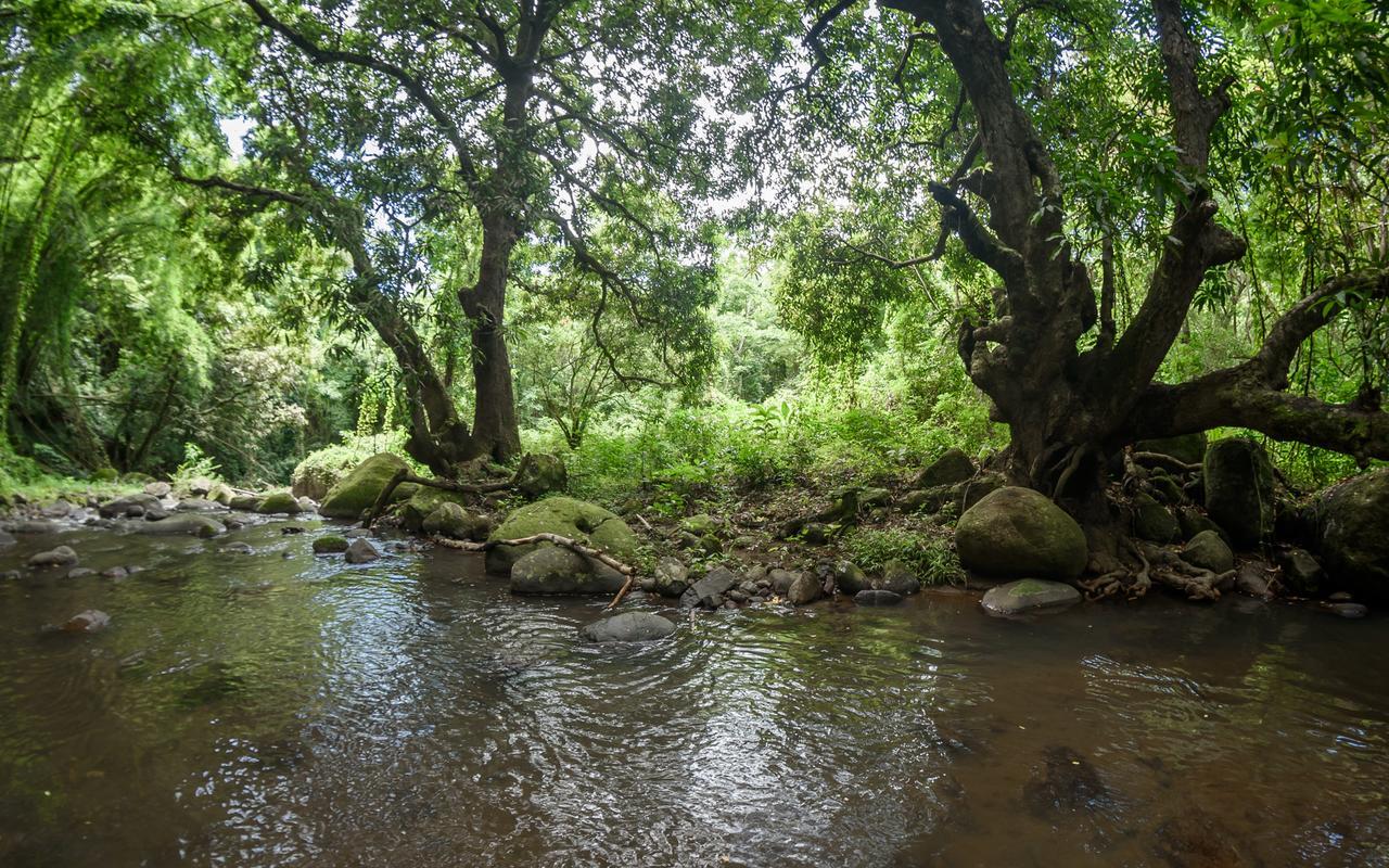 Martinique Treehouse Βίλα Canton Suisse Εξωτερικό φωτογραφία